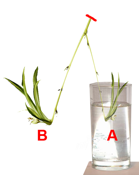Chlorophytum-comosum.jpg