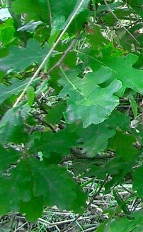 grEiche_blatt.JPG