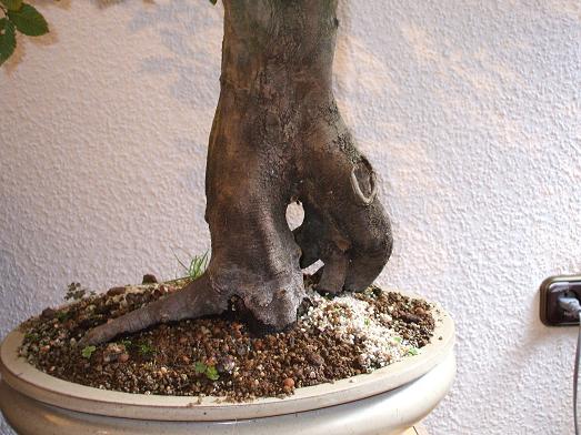 Sommer ´07 3 klein.JPG