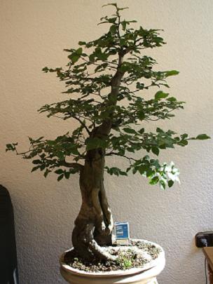 Sommer ´07 1 klein.JPG