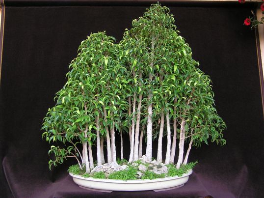 Ficuswald 13-10-05.jpg