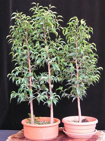 neue Bilder 837244 Ficusrohware 21-9-07.jpg