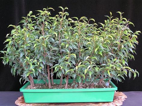 neue Bilder 837243 Ficusstecklinge 21-9-07.jpg