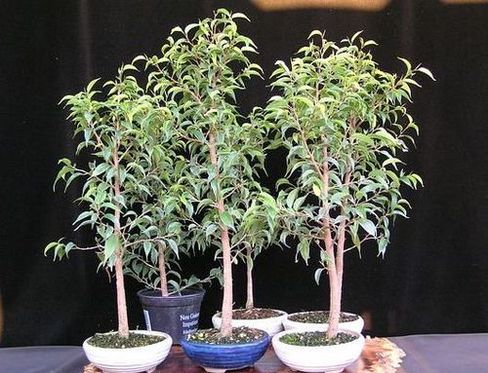 neue Bilder 837240 Ficus - Rohware 9-07.jpg
