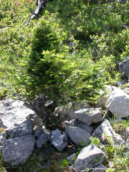 #02-Baum-am-Fundort-von-rec.jpg
