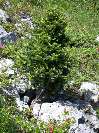 #01 Baum-am-Fundort-von-link.jpg