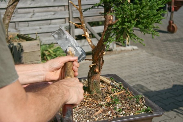 Der Baum mit dem Hammer.jpg