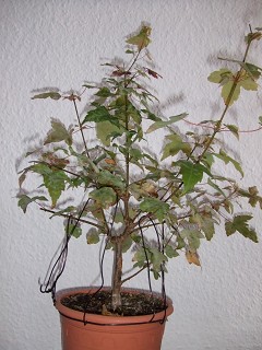 k-DSCF0657.JPG