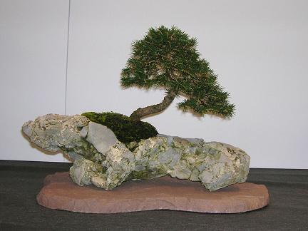 Fichte auf Stein.jpg
