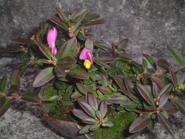 DSCF1468.JPG