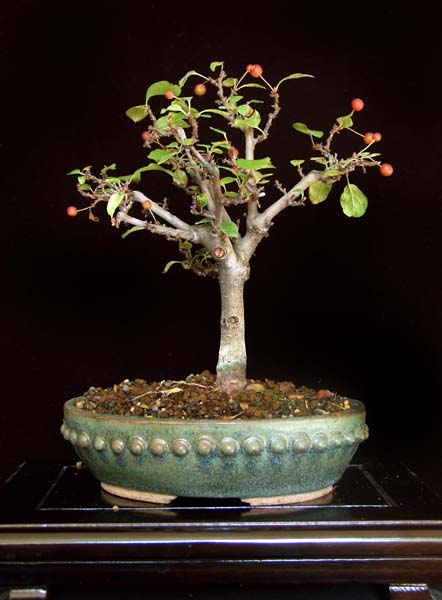Apfel2.jpg