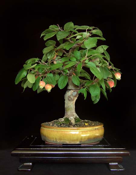 Apfel.jpg
