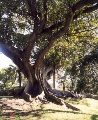 botanic garden sydney