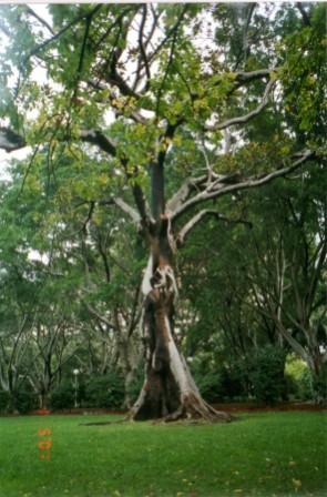 hyde park sydney