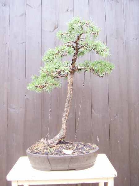 Pinus mugo2 for..jpg