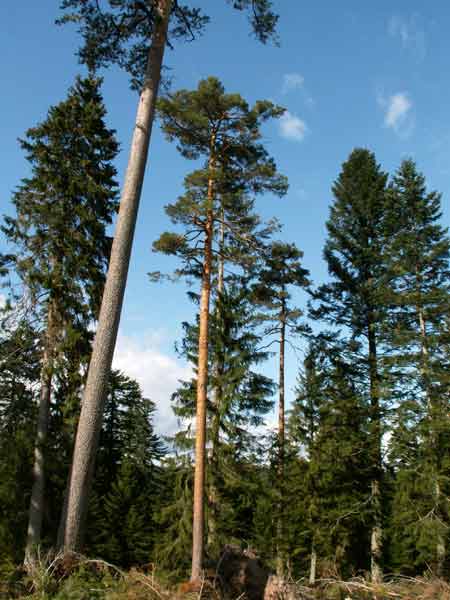 im Schwarzwald.jpg