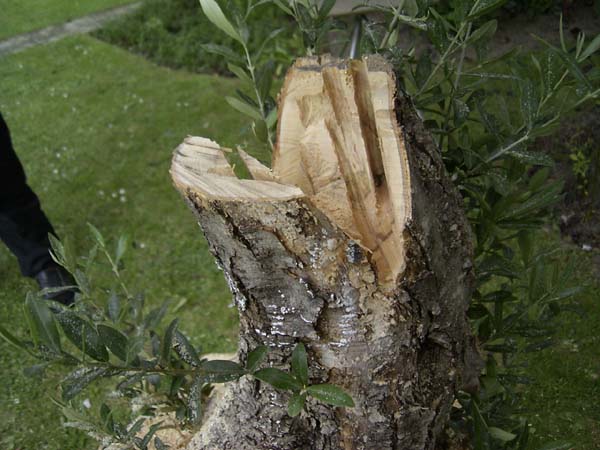 ol4.jpg