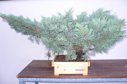Junip von vorne Aufzugtopf 091007.jpg
