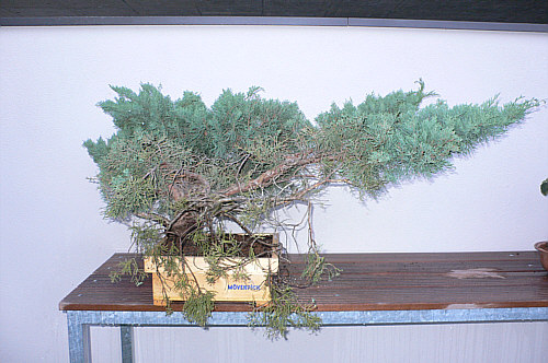 Junip von hinten ganz Aufzugtopf 091007.jpg