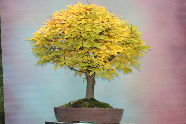 Zelkova