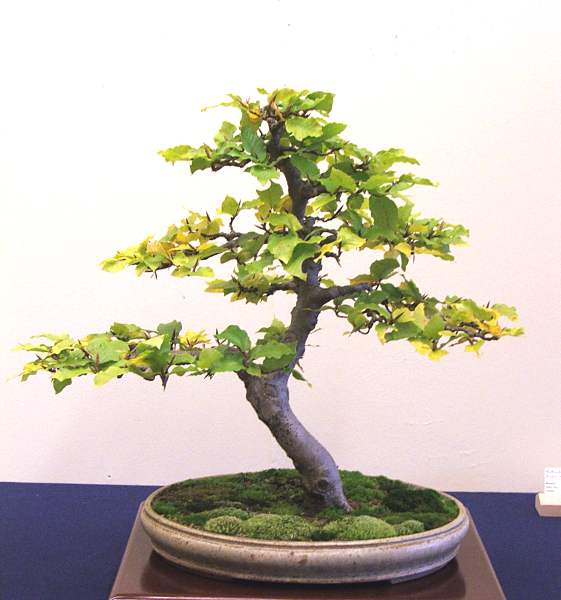 Fagus sylvatica, die an W.D. Schuddes berühmte Buche erinnert (der Enger-Logobaum), die aber offenbar vor dieser entstanden ist ...
