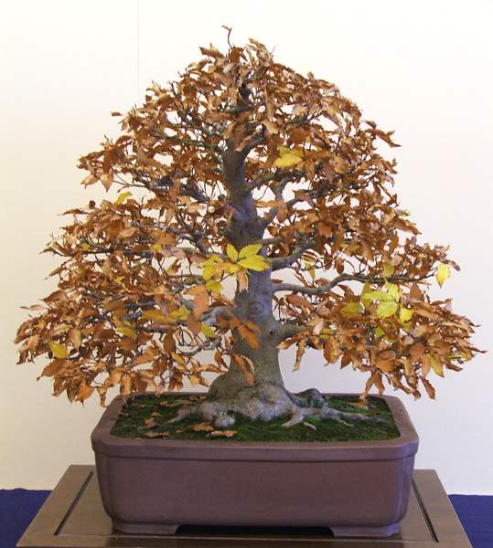 Fagus crenata in der etwas zu großen Schale