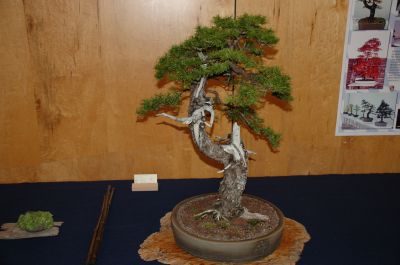 DSC_0375.JPG