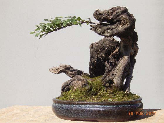 Drache 1.jpg