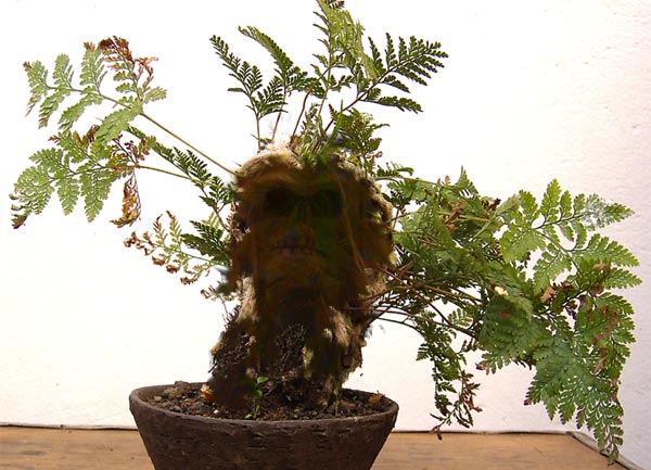 Davallia mariesii ( Danke Wolfgang!);-)