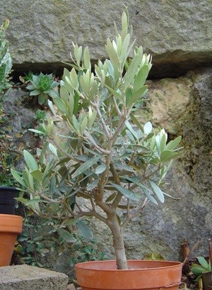 Olea europea