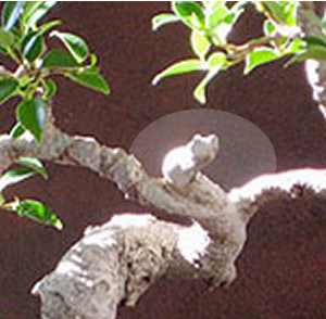 andy_ficus.jpg