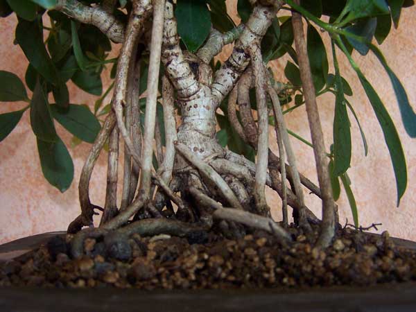 Schefflera Luftwurzeln