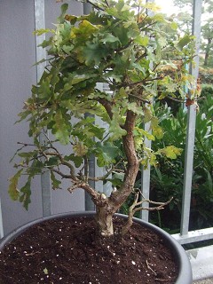 k-DSCF0779.JPG