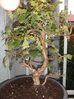 k-DSCF0777.JPG