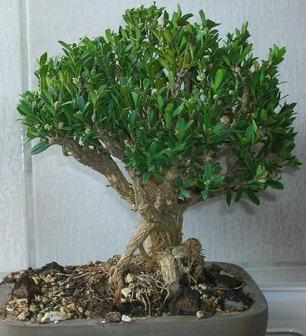 buxus.jpg