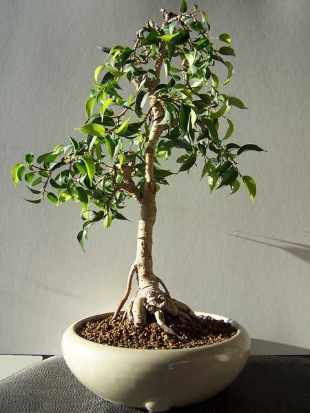 Ficus Natascha