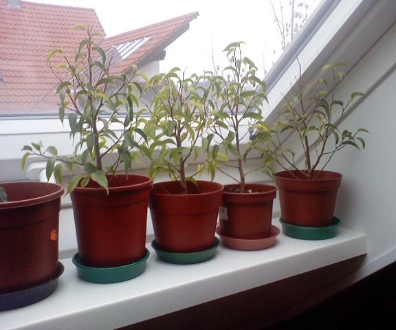 Foto0093.jpg