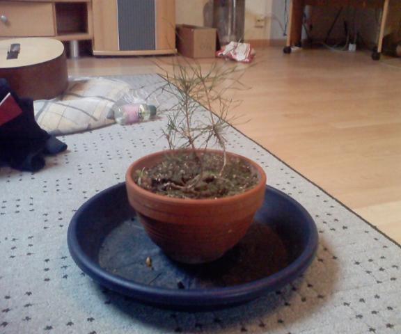 Foto0091.jpg