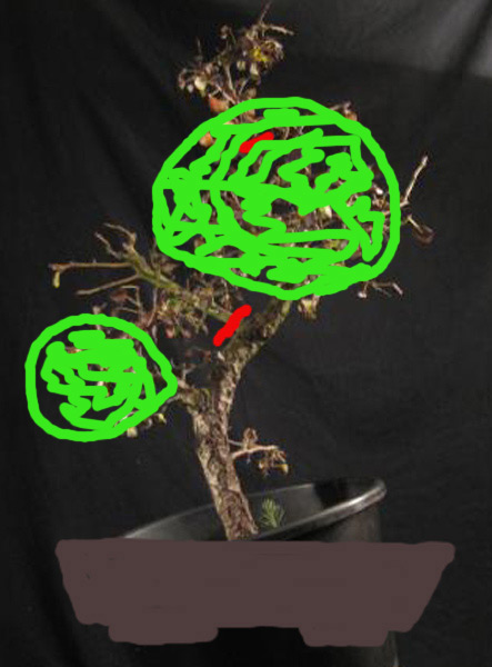 img_pyrus_pyraster3.jpg