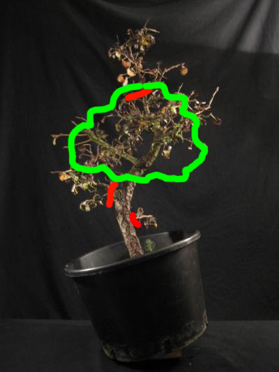 pyruspyraster-yamadori-virt.jpg