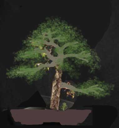 pyrus_pyraster.jpg