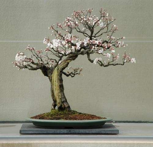 prunus.jpg