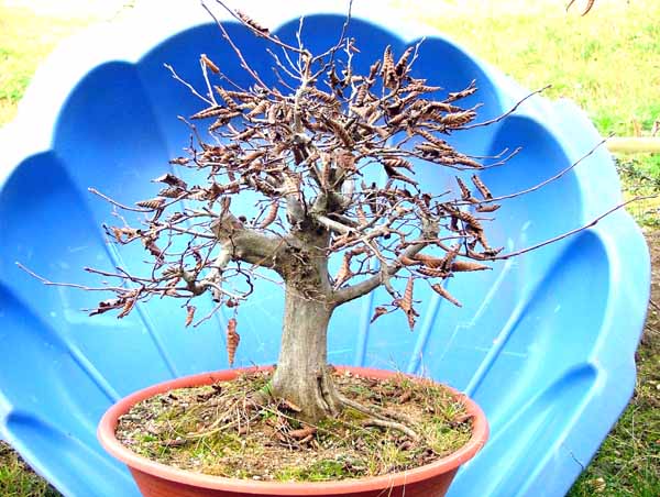 Hainbuche, Höhe 50 cm, Stammdurchmesser ca. 7 cm (behelfsmäßiger Hintergrund, da ich den Baum kaum tragen kann)