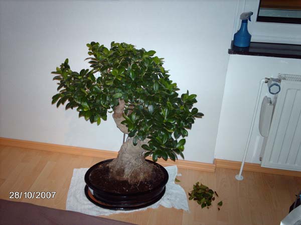 Das ist der neue Standort von meinem Bonsai. Er steht seit 2 Tagen dort. Es ist übrigens kein Ficus Ginseng sondern ein Ficus Retura