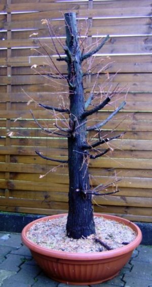 mammutbaum 010.jpg