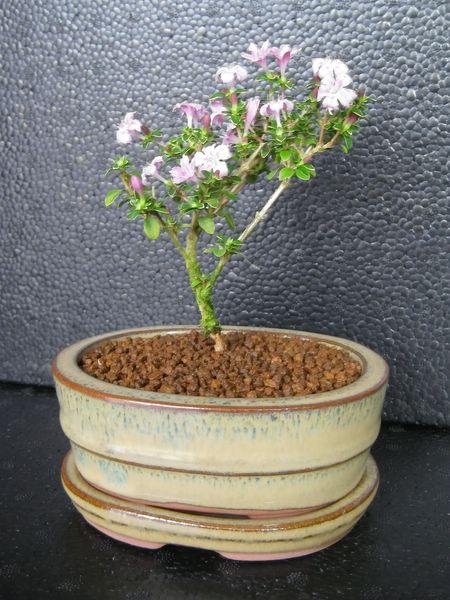 Serissa in Pink mit neuer Schale