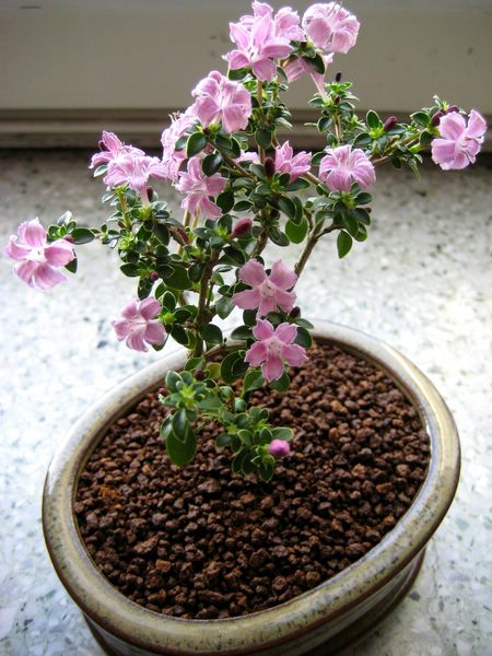 Pink Serissa 2.jpg