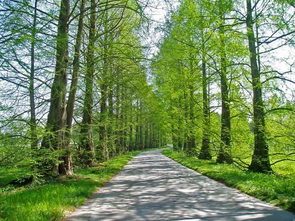 Allee auf der Mainau imFrühjahr