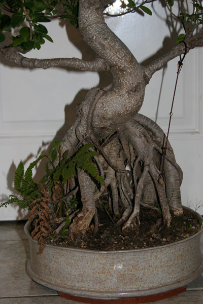 Ficus07-2.jpg