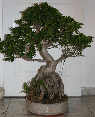 Ficus07-01.jpg